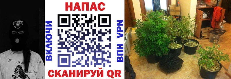 Канабис гибрид Купить где Фёдоровский